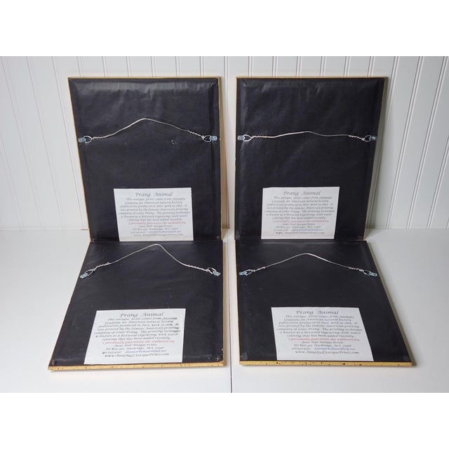 Late 19th Century Louis Prang Deer Engravings in Burl Wood Style Frames - Set of 4 For Sale - Image 13 of 16