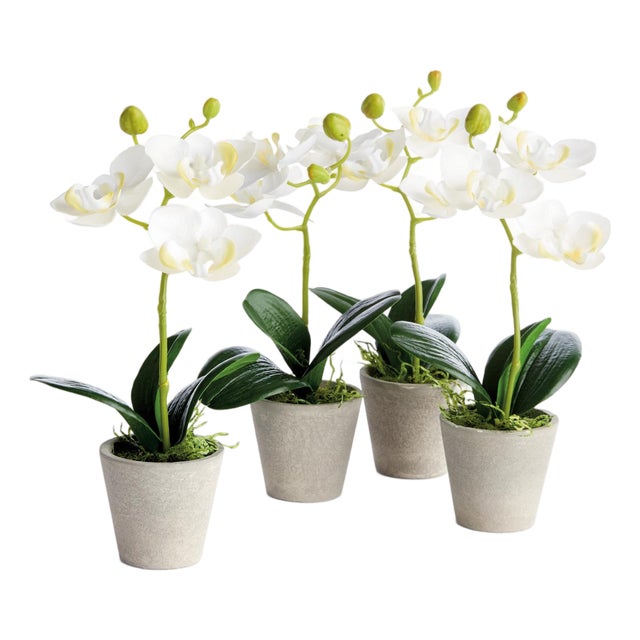 Mini Phalaenopsis Orchids Potted 9", Set Of 4 For Sale