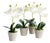 Mini Phalaenopsis Orchids Potted 9", Set Of 4 For Sale