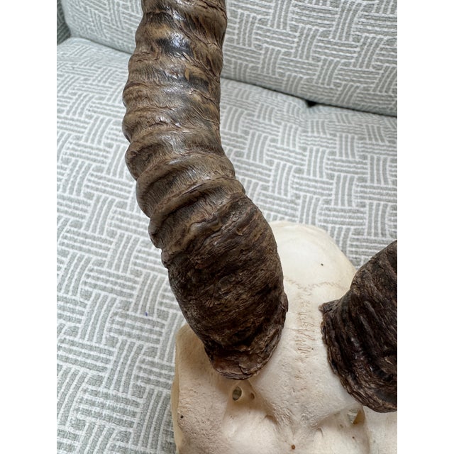 Gray Vintage Blackbuck Skull + Horns For Sale - Image 8 of 12