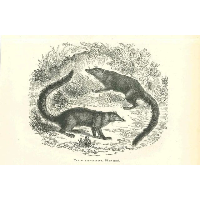 Tupaia Ferrugineux is an original lithograph on ivory-colored paper, realized by Paul Gervais (1816-1879). The artwork is...