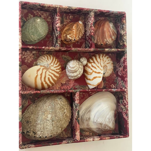 1970s Great Vintage Coastal Collection of Mother of Pearl Sea Shell in Tapestry Tray For Sale - Image 4 of 5