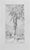 Carlo Ferrari, The Big Tree, 1899, Pencil For Sale