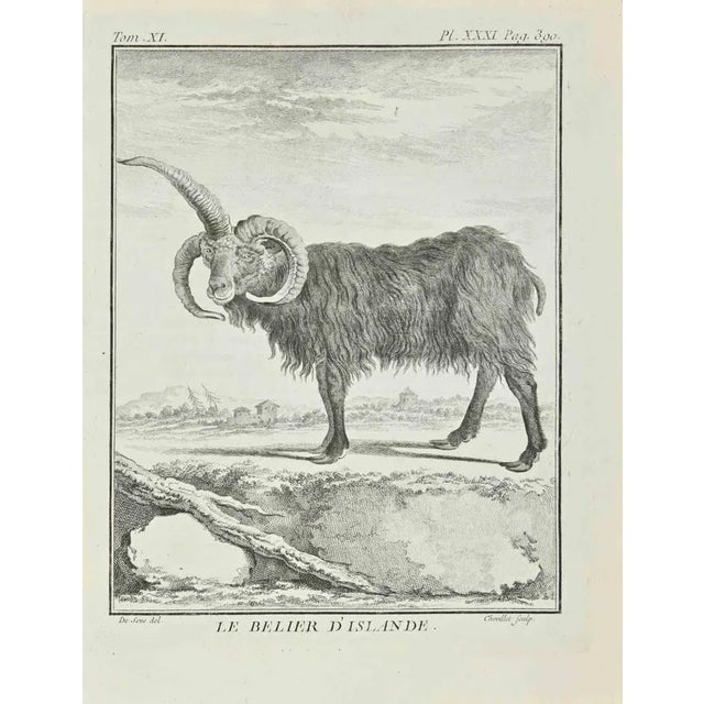 Le Belier D'Islande is an etching realized by Juste Chevillet in 1771. The artwork Belongs to the suite "Natural, general...