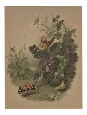 C1880 French Botanical Chromolithograph, Matted