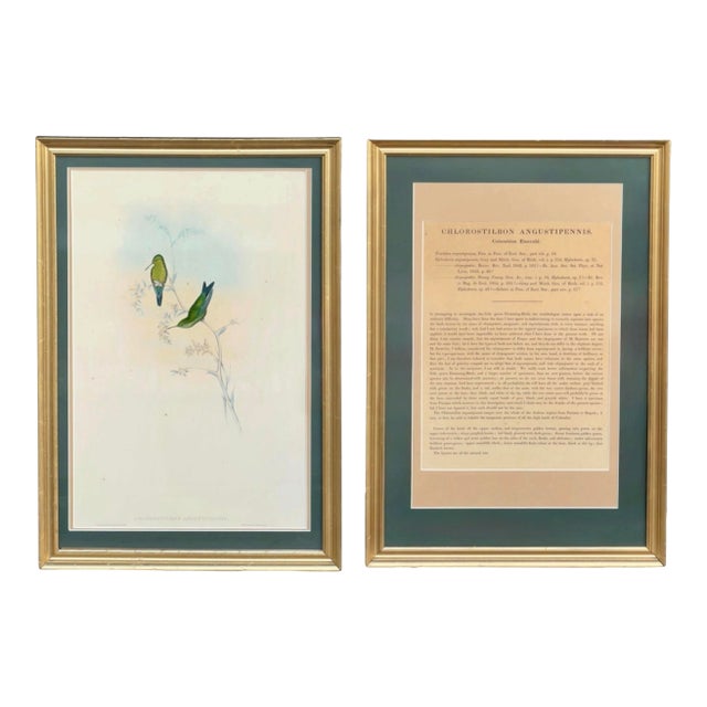 Antique c.1861 John Gould Hummingbird Lithograph & Text Framed Gallery Display For Sale