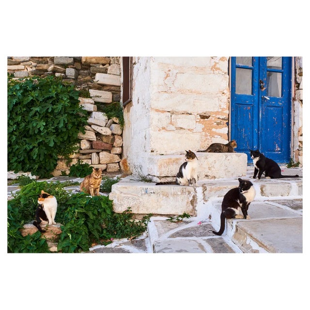 Tuul & Bruno Morandi, Greece, Cyclades, Street Cat, Photographic Paper For Sale