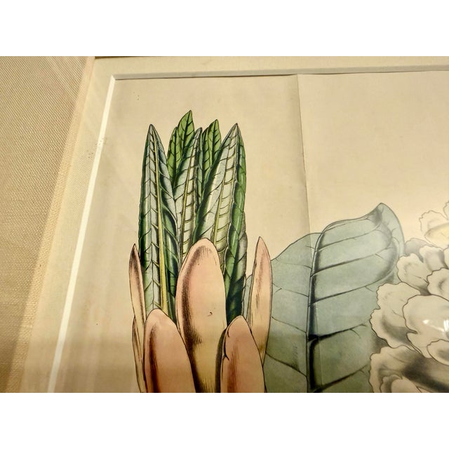 Realism Antique Botanical Illustration Original Lithograph of Himalayan Rhododendron Flowers, C. 1849, French Belgium, Gilded For Sale - Image 3 of 12
