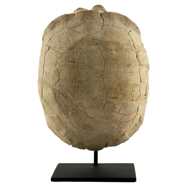 Oligocene Turtle Fossil, South Dakota This exceptional mounted turtle fossil originates from the Oligocene period...