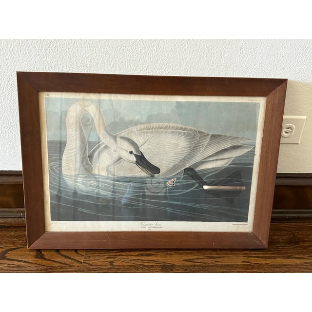 Trumpeter Swan For Sale In Chicago - Image 6 of 7