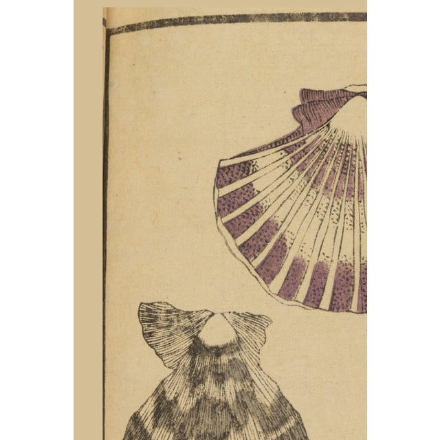 A beautiful study of scallop shells reproduced from a 19th-century Japanese woodblock print in Banshō Shashin Zufu, the...