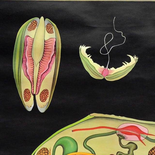 River Mussel Maritime Decorative Wall Chart Art Print by Jung Koch Quentell For Sale - Image 4 of 8