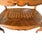 18th Century Louis XV Tiered Marquetry Table For Sale In Atlanta - Image 6 of 8