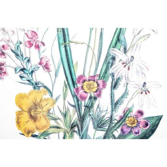 Late 20th Century Late 20th Century Jane Webb Loudon Framed Vintage Botanical Prints - A Pair For Sale - Image 5 of 6