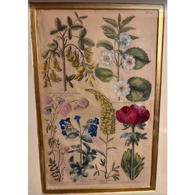 Set of 3 Antique Botanical Engravings — John Hill “Eden” Plates 27, 43 & 55 (1757), Framed For Sale - Image 4 of 9