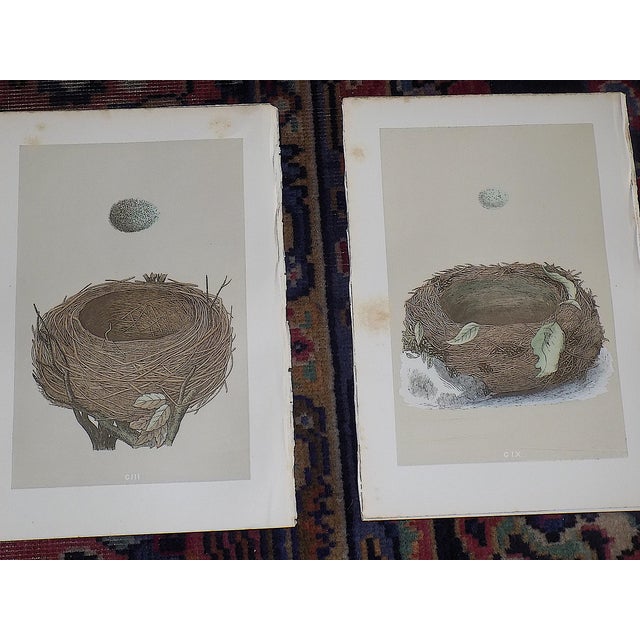 Authentic Antique 19th Century Hand Colored Bird Nest & Egg Lithographs - Set of 12 For Sale - Image 10 of 13