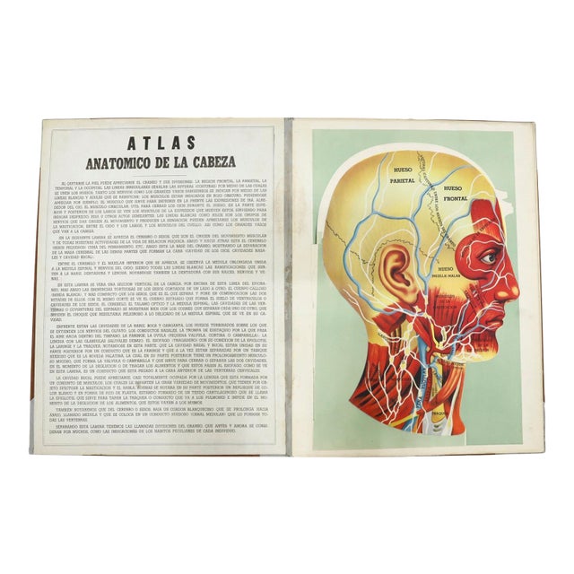 Original Vintage Medical Prints, Head, C.1950 For Sale