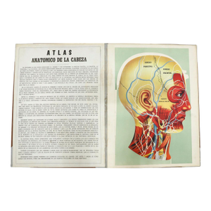 Original Vintage Medical Prints, Head, C.1950