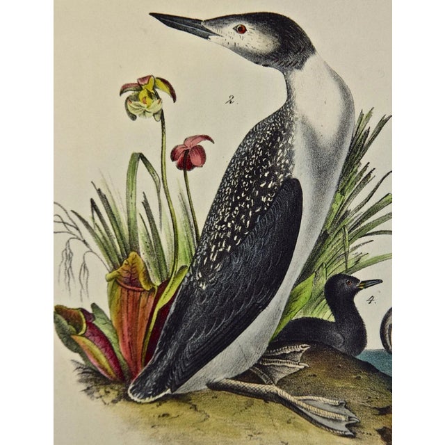 Audubon Red-Throated Diver Bird Original First Edition Audubon Hand Colored Lithograph, 1840 For Sale - Image 4 of 6
