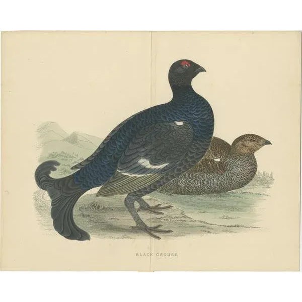 Set of two antique prints titled 'Red Grouse' and Black Grouse'. Original old bird prints of a red grouse and black...