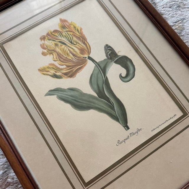 Vintage Yellow Tulip Botanical Print in Dark Wood Frame For Sale - Image 4 of 7