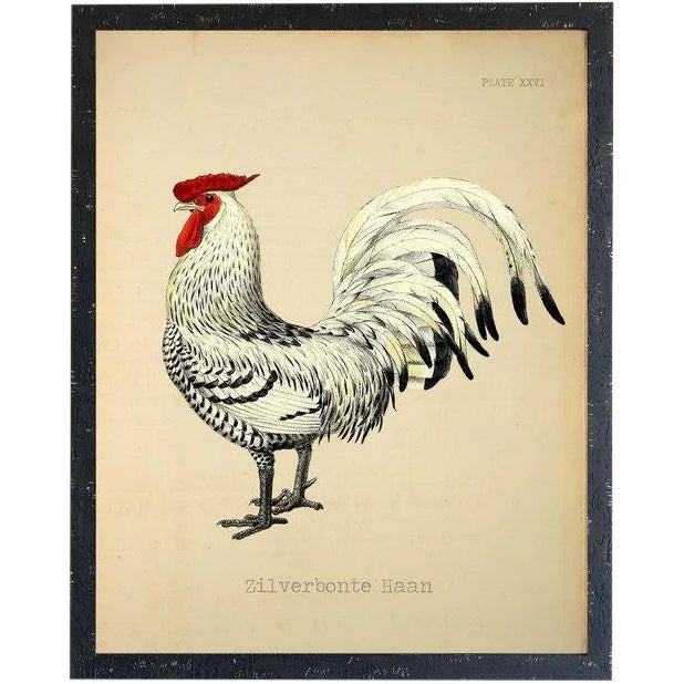 Zilverbonte Haan Rooster 24x30 For Sale