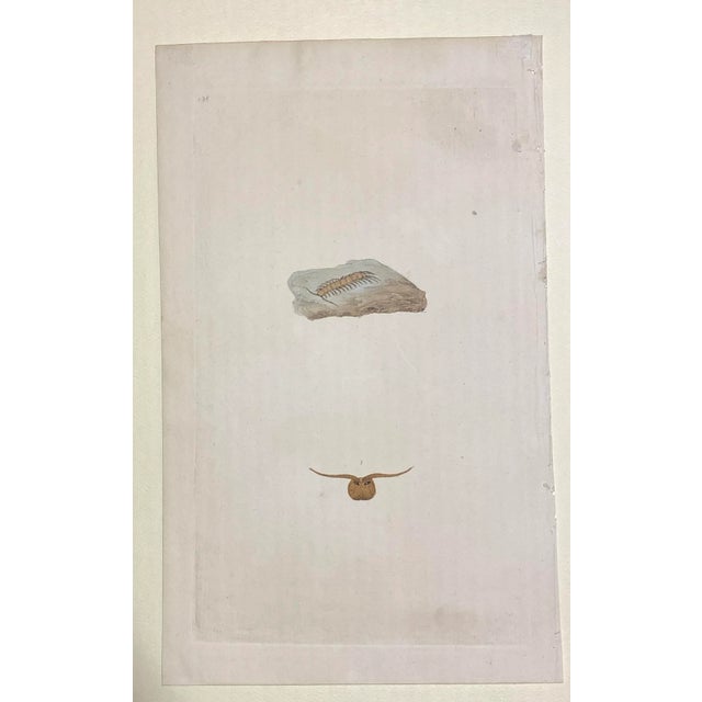 From a group 19th century hand colored engravings of insects removed from a volume on entomology. Combined shipping...