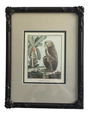Late 19th Century Antique Victorian English Hand Colored Monkey Print