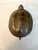 Chinese Brown Metal Turtle With Open Shell For Sale - Image 4 of 5