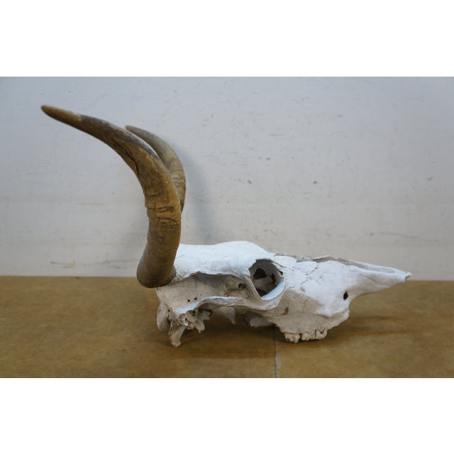 Western Southwestern Longhorn Cow Bull Steer Skull Horns Taxidermy 26" For Sale - Image 11 of 16