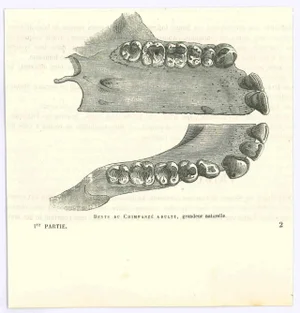 Paul Gervais, The Teeth, Original Lithograph, 1854