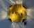 Amber Murano Glass Two-Light Wall from Kaiser Idell, 1970s For Sale - Image 13 of 18