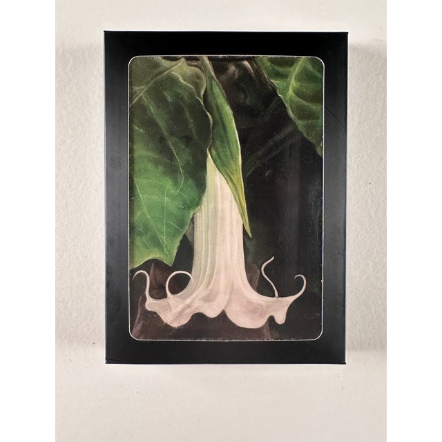 I have been doing drawings of flora and fauna for many years. A client of mine suggested that they would make interesting...