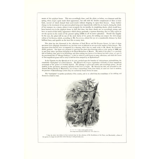 1970s Large 1973 Orchid Flower Lithograph "Epidendrum Aurantiacum" (Orange Epidendrum) After James Bateman For Sale - Image 5 of 7