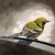 Bird Rest by Barbara Hack | Oil on canvas panel Yellow bird perched on a branch. For Sale