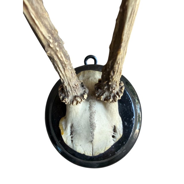 Cabin Roe Deer Trophy 201 Black Forest Antlers Mount For Sale - Image 3 of 5