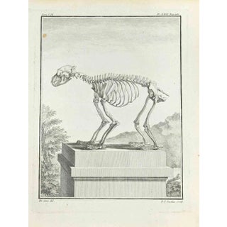 Pierre Francois Tardieu, The Skeleton, Etching, 1771 For Sale