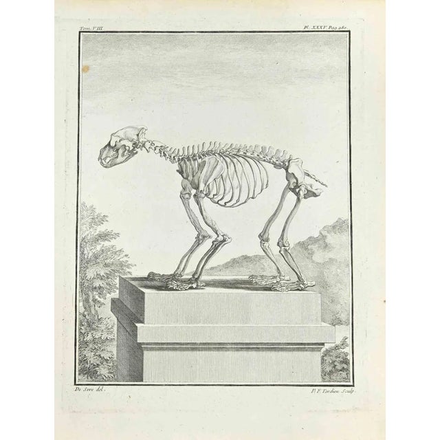 Pierre Francois Tardieu, The Skeleton, Etching, 1771 For Sale