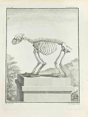 Pierre Francois Tardieu, The Skeleton, Etching, 1771