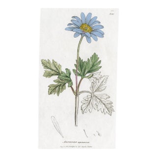 Antique Hand-Colored Botanical Print by the Sowerby Family — English Botany Series (C. 19th Century) C For Sale