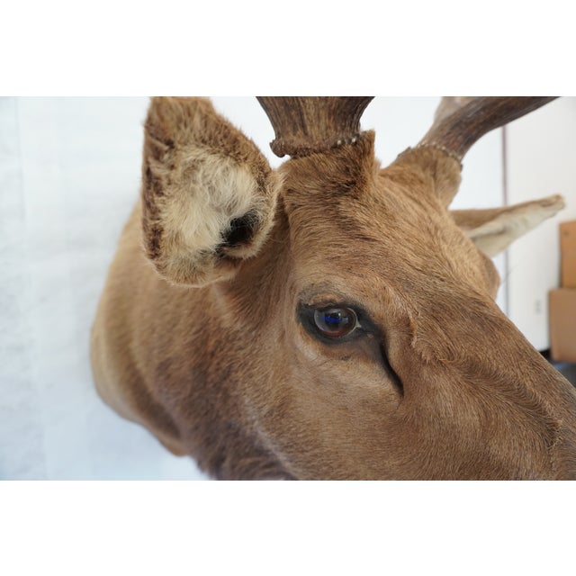 Elk Trophy Head Mount For Sale - Image 14 of 18