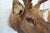 Elk Trophy Head Mount For Sale - Image 14 of 18