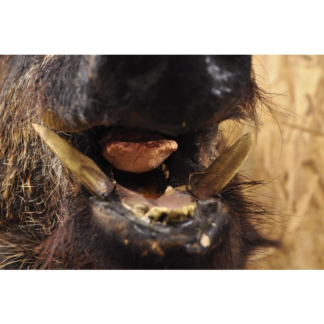 Vintage Wild Boar Head Taxidermy Hog Pig Head Wall Mount Log Cabin Decor For Sale - Image 11 of 18