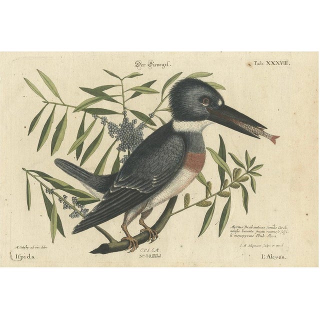 Paper Johann Michael Seligmann, Kingfisher, 1770, Hand-Colored Engraving For Sale - Image 7 of 7