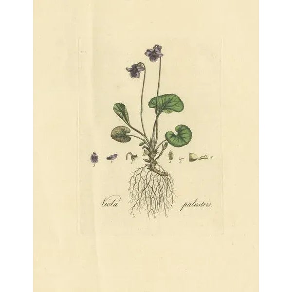 Antique botany print titled 'Viola Palustris'. Hand colored engraving of viola palustris, also known as marsh violet or...