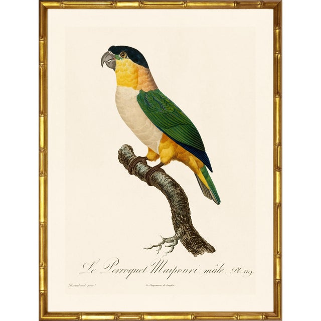 A stunning pair of black-headed parrots from Histoire Naturelle des Perroquets by François Nicolas Barraband, the most...