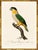 A stunning pair of black-headed parrots from Histoire Naturelle des Perroquets by François Nicolas Barraband, the most...
