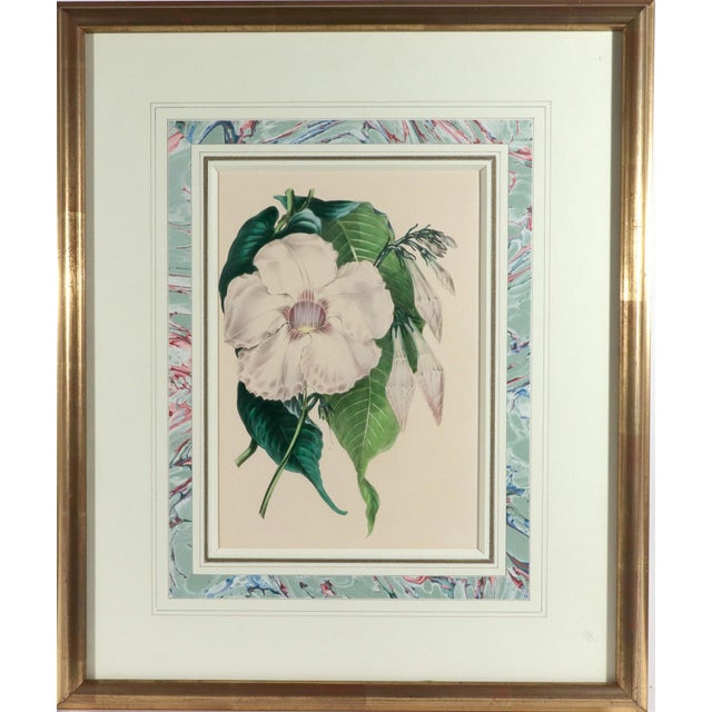 Pair of Botanical Prints from Paxton’s Magazine of Botany: Dipladenia nobilis and Echites splendens Samuel Holden, del. &...