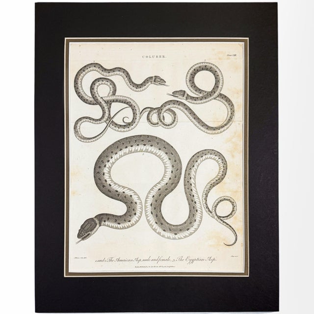 This trio brings together two different stages in the history of illustrated natural science. The large Coluber engraving...