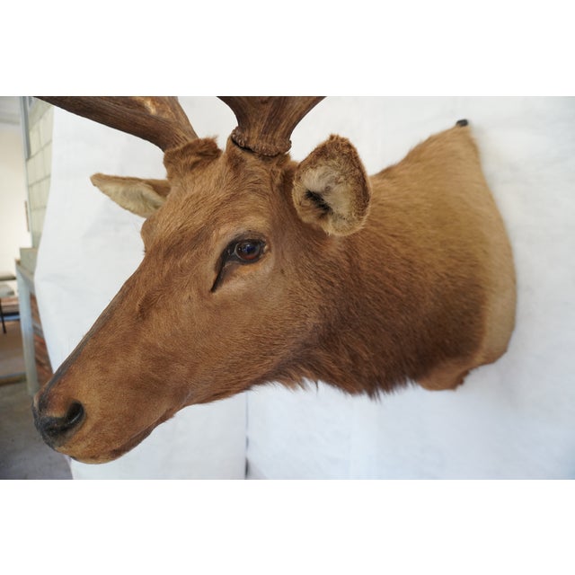 Brown Elk Trophy Head Mount For Sale - Image 8 of 18